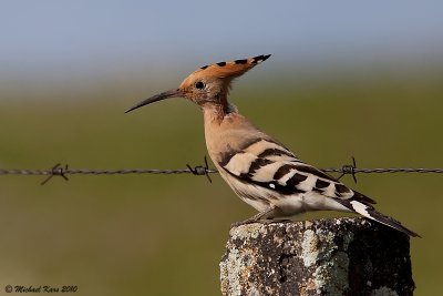 Hoopoe - Hop 