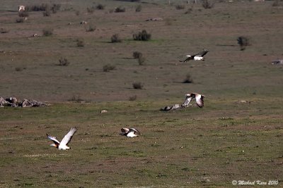  Great Bustard - Grote Trap 