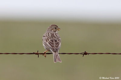  Corn Bunting - Grauwe Gors