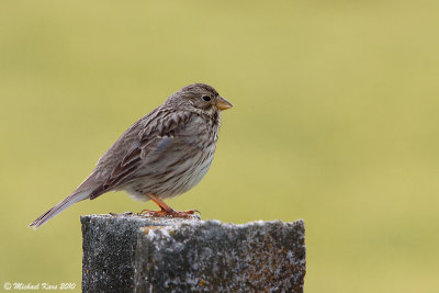 Corn Bunting - Grauwe Gors 