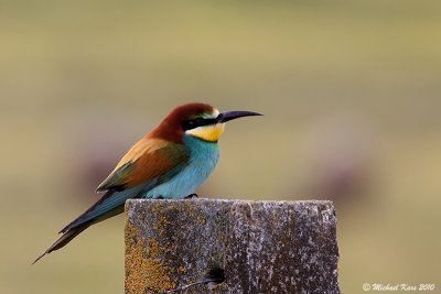  Bee-eater - Bijeneter