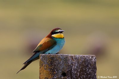  Bee-eater - Bijeneter