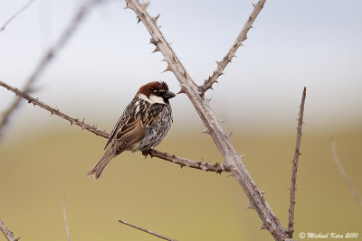 Spanish Sparrow - Spaanse Mus 
