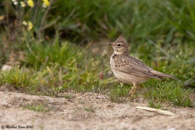 Crested Lark - Kuifleeuwerik 