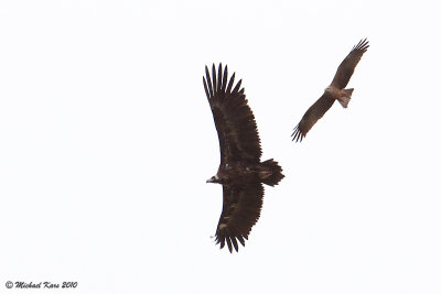 Black Vulture - Monniksgier 