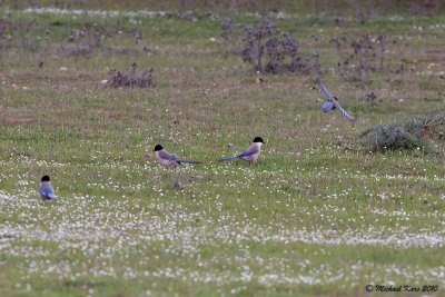 Azure-winged Magpie - Blauwe Ekster 