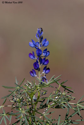 Lupine