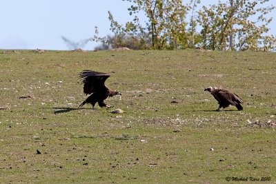 Black Vulture - Monniksgier 