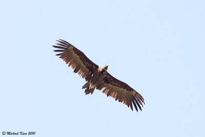 Black Vulture - Monniksgier 