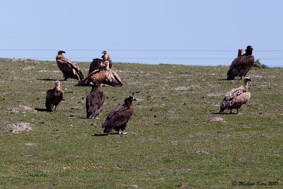 Black Vulture - Monniksgier 