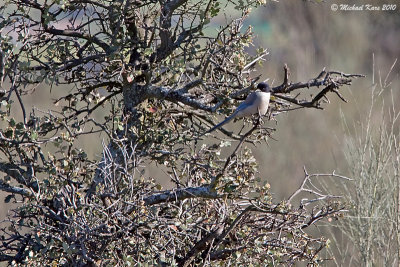 Azure-winged Magpie - Blauwe Ekster 