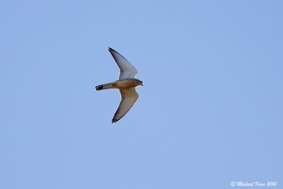 Little Kestrel - Kleine Torenvalk 