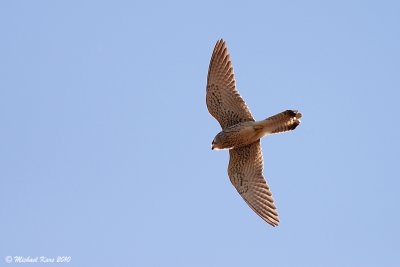 Little Kestrel - Kleine Torenvalk 