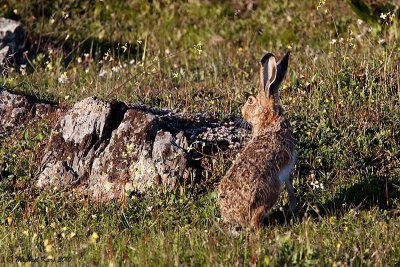  Iberian Hare - Iberische Haas