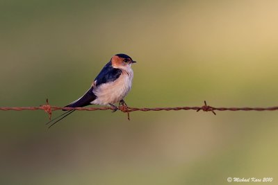 Red-rumped Swallow - Roodstuitzwaluw 