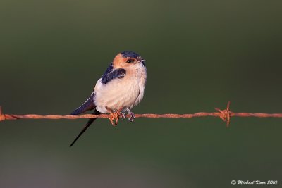 Red-rumped Swallow - Roodstuitzwaluw 