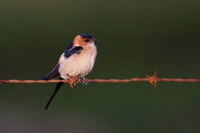 Red-rumped Swallow - Roodstuitzwaluw 