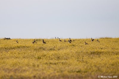 Little Bustard - Kleine Trap 