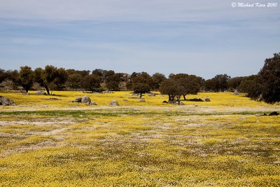 Rapeseed - Koolzaad