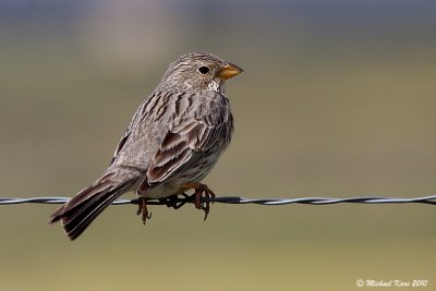 Corn Bunting - Grauwe Gors 