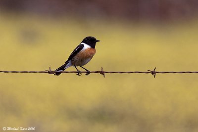 Common Stonechat  - Roodborsttapuit 