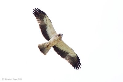 g3/50/890750/3/123804521.HGSHAHge.jpg