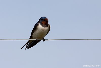 Barn Swallow - Boerenzwaluw 