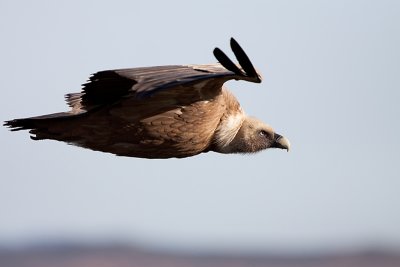 Griffon Vulture - Vale Gier   