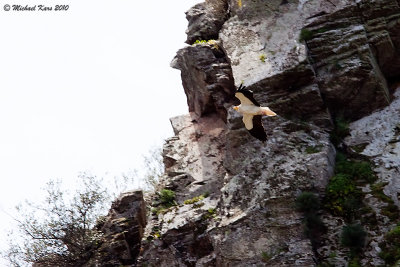 Egyptian Vulture - Aasgier 