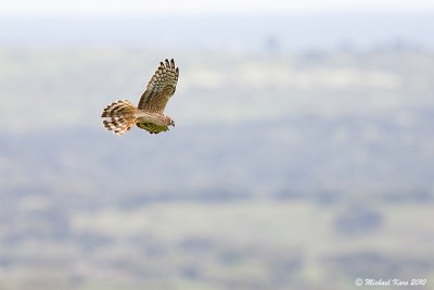Montagu's Harrier - Grauwe Kiekendief 
