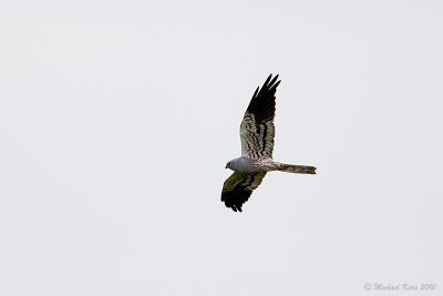 Montagu's Harrier - Grauwe Kiekendief 