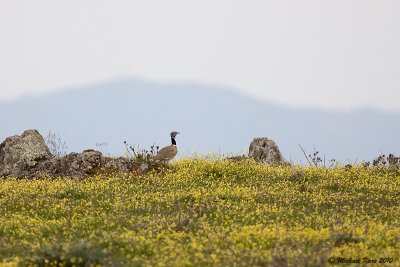 Little Bustard - Kleine Trap  