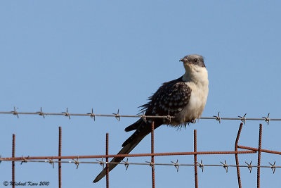 Great Spotted Cuckoo - Kuifkoekoek 