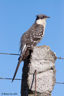 Great Spotted Cuckoo - Kuifkoekoek 