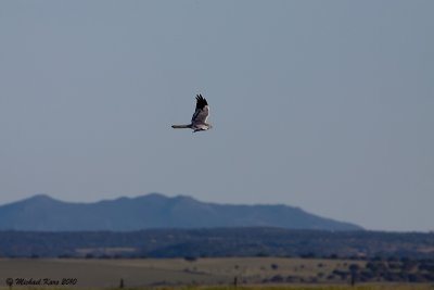 Montagu's Harrier - Grauwe Kiekendief 