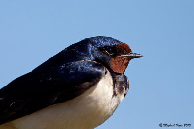 Barn Swallow - Boerenzwaluw 