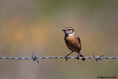 Common Stonechat - Roodborsttapuit 