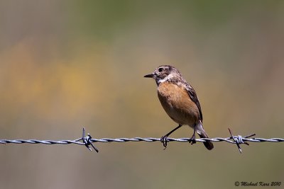 Common Stonechat - Roodborsttapuit 