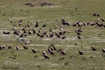 Griffon Vulture - Vale Gier   