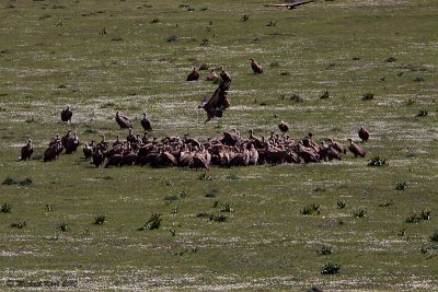 Griffon Vulture - Vale Gier   