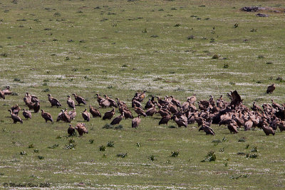Griffon Vulture - Vale Gier   