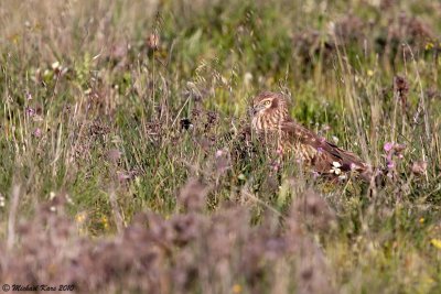 Montagu's Harrier - Grauwe Kiekendief 