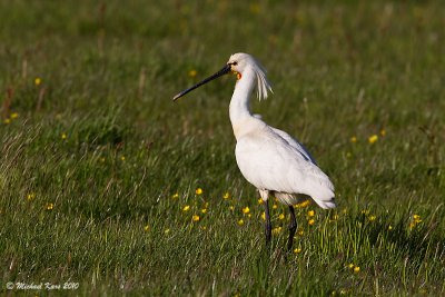 Spoonbill - Lepelaar