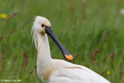 Spoonbill - Lepelaar