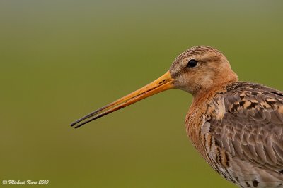 Black-tailed Godwit - Grutto