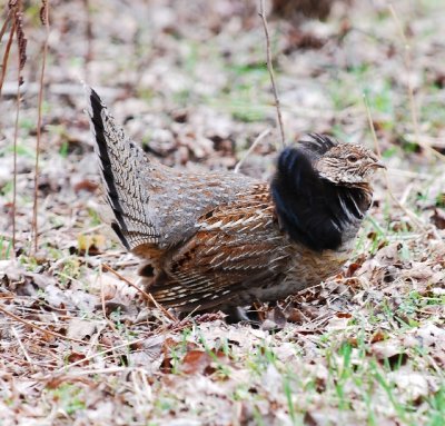 male ruffed grouse 10.jpg