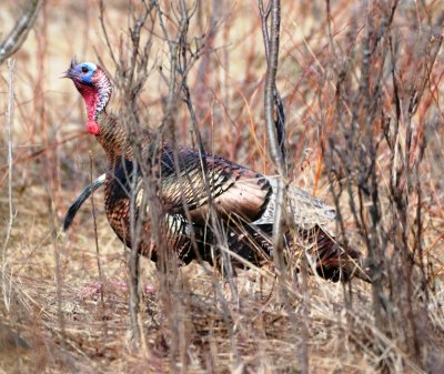 gobbler .jpg
