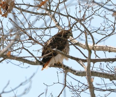 redtail.jpg