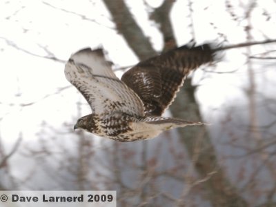 redtail1.23.2.jpg