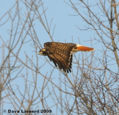 redtail3.4.1.jpg